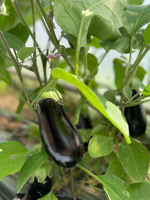 Gartenbau - Aubergine Einzeln 001