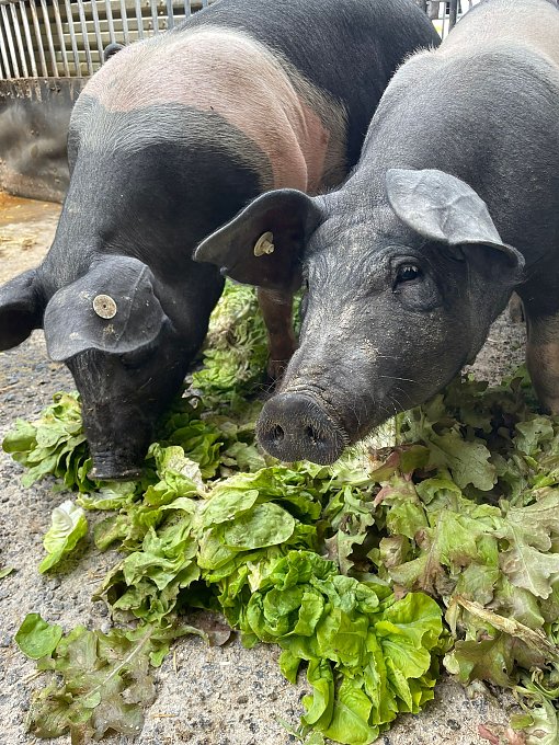 Landwirtschaft Schweine 