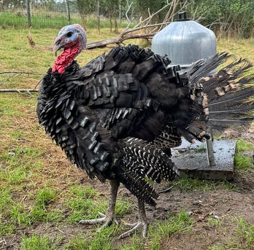 Verkauf von Bioland Putenfleisch - ab sofort Vorbestellungen möglich 