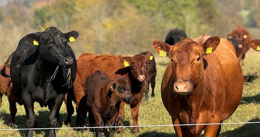 Landwirtschaft - Weiderind 
