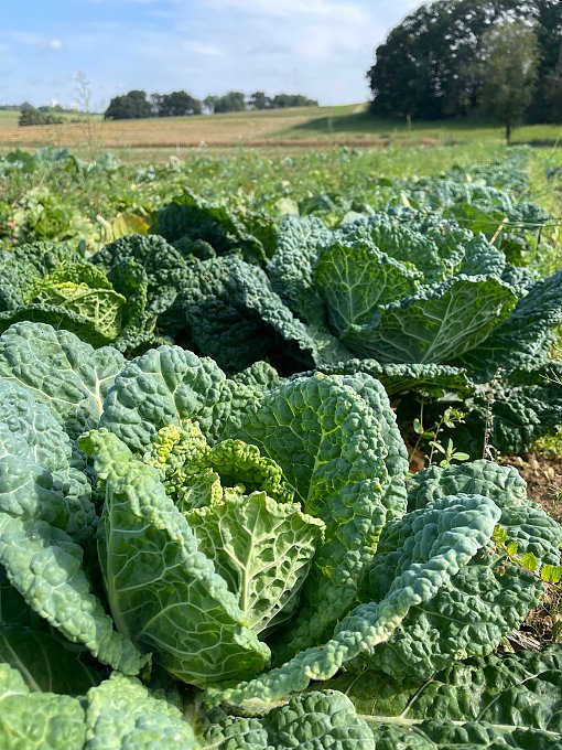 Gartenbau Wirsing